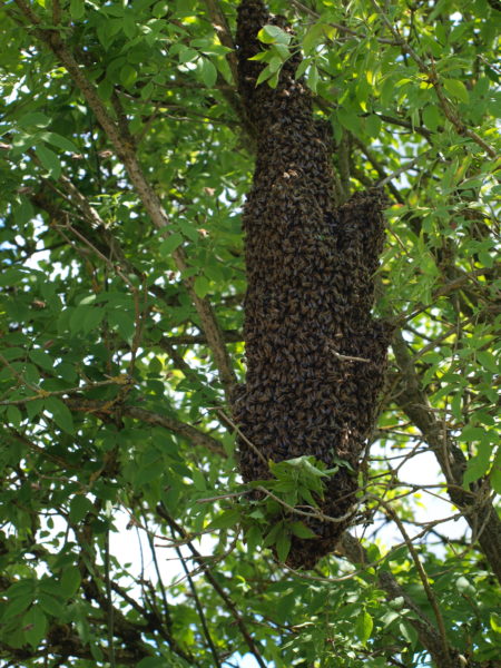 Bienenschwarm im Holler